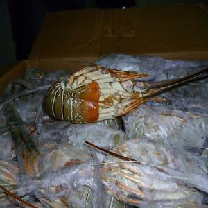  Lobster Green Origine De Maroc. - coquillage crustacé lobster green/ langouste verte origine de maroc.--vivant et congelé vivant.--calibre - 200/400 g.----pour l'export.----paiement - 100% tt.----- all