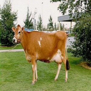  Bovins Laitiers - animaux vivants génisses laitières pour agricultrices et agriculteurs du maghreb (algerie,  maroc,  tumisie).--j'offre un service d'accompagnement comprenant ---- l'étude préliminaire de vos besoins pour déterminer les scénarios qui optimisent  vos investissements--- le choix