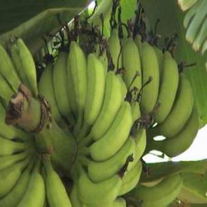  Offre De Banane Plantain - autres salut,  nous pouvons vous fournir jusqu'&agrave; 25 tonnes de banane plantain par semaine voir 100 tonne de banane plantain par mois. nous recherchons actuellement un march&eacute; vers l'europe pour un partenariat gagnant-gagnant.--contacter le cabinet d'ing&eacute;nierie et de prestation de service