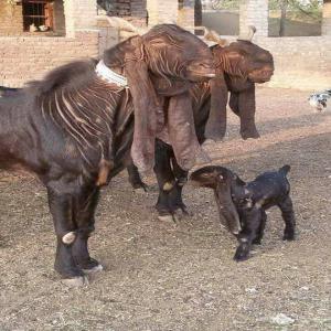  Recherche Chèvres Géantes. - animaux vivants recherche couples de chèvres géantes,  genre damascus,  jamunapari,  ou bien pakistanaise. toutes propositions étudiées....!