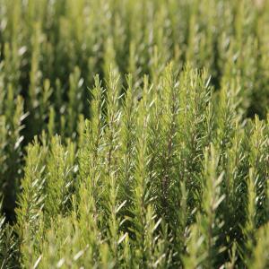  Romarin - épices aromates romarin sauvage des montagnes de l'oriental (maroc)----a prix défiant toute concurrence-- départ de marchandise oujda