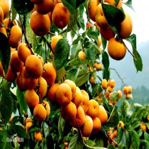  Goûtez Votre Bonheur - fruits secs et graines grillées nous somme un exporteur des produits agricoles comme le kaki de lune séché,  des fruits sucré en conserve comme des peches,  des litchi,  des poires,  etc. si vous avez d'autre produits d'origine n'importe quoi,  n'hésitez pas de nous adresser,  nous somme préparé