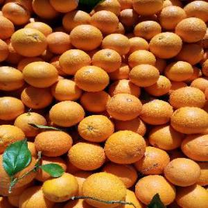  Orange De Valencia 25 Tonnes/jour - fruits et légumes bonjour--oranges de la r&eacute;gion de palma del rio (valencia) --dispo-25000kg par jour --qualit&eacute;- extra--prix- 0.26. 0.28 livr&eacute; a paris. --livraison par camion 30tn assur&eacute;... --toute race d'espagne--toute cate,  calibre a convenir. --naveline nave-nate salustiana... --cette se