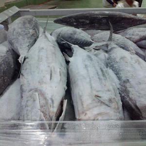 OFFRE DE THON SKIP JACK 2kg+ - poissons nous offrons en ce moment -- frozen skipjack tuna whole a grade--size-2kg/up --price usd- 1375 $ usd /ton cnf abidjan - tunis - tripoli--quantity- 190 ton--shipment-immediate--origin- senegal--production date- february 2023-- 