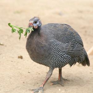  Pintade Bio - viandes et oeufs nous mettons à votre disposition des pintades bio au prix de 5000f l'unité --nous sommes situé à abidjan dans la commune de songon 