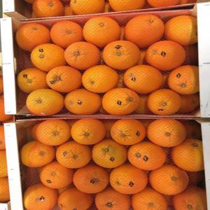  Fruits Et Légumes Sud Maroc - fruits et légumes société sérieuse avec agréments physio propose sa production de fruits et légumes belle qualité en provenance de la région d'agadir ----toutes catégories d'agrumes ---citrons---bananes ---citrouille / courge---poivrons verts et rouges ---piment