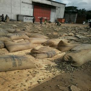  Cashew Nuts From Benin - industry operating sell raw raw cashew nuts from africa on the world market. we are supplier of raw cashew nuts from africa--our company offers freshly harvested cashew nuts.