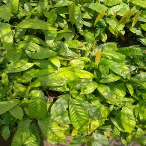  Plants De Cacao Naturels - café cacao thé bonjour, --nous avons des plants de  cacao naturels ( aucun produit chimique n'a été utilisé) prets à etre semés.--plants disponibles à douala ( cameroun).--a votre disposition pour tout complément d'information.--cordialement, 