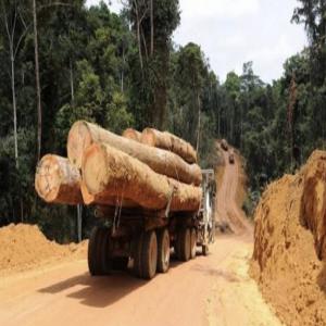  L'exploitation D'essences De Bois Au Congo - bois charbon fibre bonjours cher r&eacute;seaux, --je suis actuellement &agrave; la recherche de partenaire pour l'exploitaton commercial  d'essences de bois en rdc telles que --(iroko, doussie, dabema, sipo, mukungulu, tiama, mepepe) et bien d'autres.-- je reste &agrave; votre disposition si besoin.---- --hesitez pas &agrav