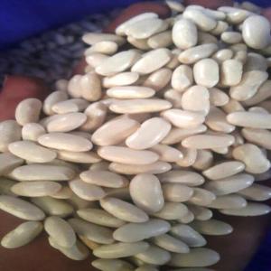  Egyptian White Kindlly Beans - starchy quick details--product type- kidney beans--type- white beans--style- dried--drying process- ad--packaging- pp bags--cultivation type- common--shelf life- 24 months--weight (kg)- 25--place of origin- al bhira,  egypt--supply ability- 1500 metric ton/metric tons per month--packaging & delivery--packagi