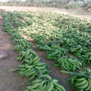  Producteur Bananes Cote Ivoire - fruits et légumes société spécialisé dans l'agro-alimentaire met à votre disposition--banane plantain 175f/kg, banane douce 282f/kg beurre de karité 1500f/kg,  miel 2800f/l--nb- les bananes sont traité et mise en carton afin que votre banane arrive chez vous bien verte