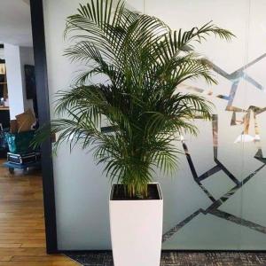  Vente Des Plantes De Décoration - matiere vegetale nous sommes à votre disposition pour aménager votre espace de travail avec une belle décoration,  nous avons un large choix des plantes et des pots qui vont s’aligner avec votre maison ou bureau.--les plantes sont de très haute qualité et de race!--merci de nous joi
