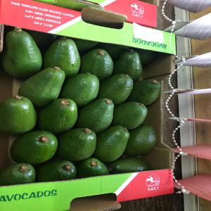  Avocats Fuerte Kenya - fruits et légumes avocats fuerte origine kenya / cat&eacute;gorie i,  calibres 14 &agrave; 24,  avec gros du volume compris entre 20 et 24 / colis de 4kg net / certifi&eacute; globalgap / livraison par avion