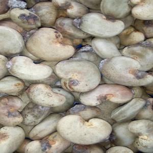  Noix De Cajou En Vente Port D'abidjan - fruits secs et graines grillées bjr chère tous,  nous cherchons de potentiels clients pour la noix de cajou nouvelle récolte 2020.--livré fob port d'abidjan !--contacté nous pour vos préférences et besoins.
