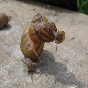  Je Cherche Des Reproducteur Escargots - animaux vivants  bonjour --nous sommes une petite coopérative qui vient de commencer et on veut bien acheter des producteurs. (escargots) 