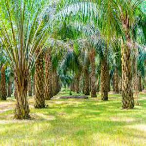  Vente De Plantations De Palmier De 200 600 Ha - Industrie exploitation - plantations à vendre situées dans plusieurs villes de la côte d'ivoire à savoir lakota,  sassandra,  gbabo,  aboisso,  adiake...--- plantations à vendre avec les papiers administratifs / cpf agricole,  tf agricole, et autres--- dossiers déposés dans un cab
