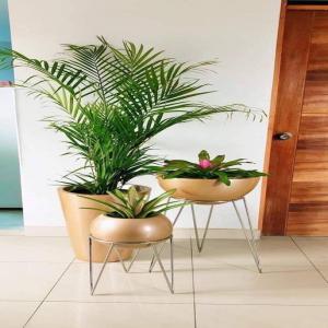  Murs Végétaux - horticulture plante biocarburant bonjour, --je suis à la recherche des clients intéréssés par l'aménagement des espaces verts dans leurs entreprises ou à domicile.--conception des murs végétaux artificielle ou naturels selon vos souhaits.--vente des plantes d'interieurs et d'ex