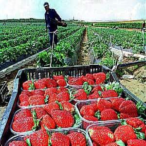  Vente Terrain 130ha Titré - mine terrain concession vente terrain fertile 130ha titré encore vierge (jamais cultivé) situé dans la région de kénitra idéal pour culture o fraises, avocat,  orangers, arbres fruitiers etc. puits avec eau abondante.--