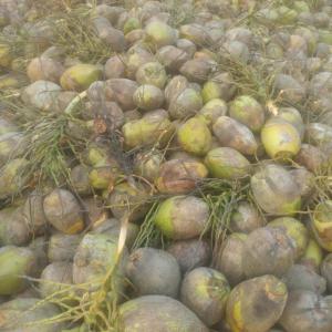  Vente De Cocos Secs En Grande Quantité. - fruits secs et graines grillées je mets en vente de cocos secs de très bonne qualité défiant toute concurrence.--si vous avez besoin de cocos secs alors veuillez m'informer pour avoir la quantité voulue.