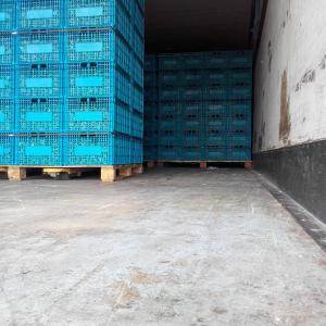  Escargot Caracoles Lumache-snails-greece - animaux vivants the largest exporter of snails in greece,  have available 100 tonnes of aspersa maxima and 40 tonnes of aspersa muller. contact by phone,  email,  whatsapp
