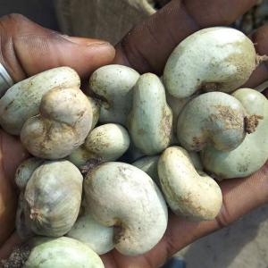  Recherche Partenaires - semence graine plant salut,  nous cherchons au b&eacute;nin des personnes sp&eacute;cialis&eacute;es dans l'exportation des produits agricoles et tropicaux ayant les capacit&eacute;s financi&egrave;res d'honorer un contrat de noix de cajou brute mise &agrave; fob et seront pay&eacute;es automatique sur la pr&eacute;senta