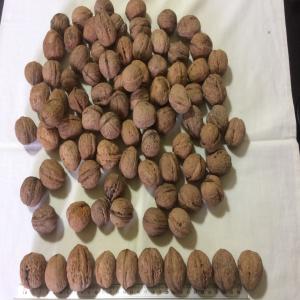  Walnut In Shell Crop 2020 Origine Ukraine - roasted seeds and nuts only serious buyers--origine- ukraine--variety- juglans regia (common walnut)--size- mm. 26+ / 28+ / 30+ /32+ washed or not--walnut with size less- 10 % max. (by count)--other varieties- 1% max. (by count)--total shell defects- 10% max. (by count)--organoleptical characteristics--smell- typical,  fre