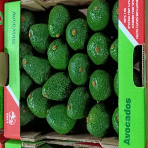  Avocats Hass Kenya - fruits et légumes avocats hass origine kenya en direct de l'exportateur / calibres 14 à 24 avec 50% du volume compris entre 14 et 20 et 50% entre 22 et 24 / colis de 4kg net / globalgap / taux de matière sèche compris entre 21 et 23, 5% / disponibilité immédiate pour expéditio