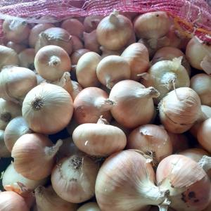  Oignons Jaunes Egypte - fruits et légumes oignons jaunes origine egypte / sacs de 10 ou 20 kg / calibres 40/60,  60/80 et 80/100 / globalgap / en conteneur complet livré fot koper,  slovénie,  fot ravenna,  italie,  ou dap directement dans vos locaux (selon quantité et lieu de livraison) / nous disposons de volumes important