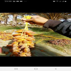  Datte Tunisienne - fruits secs et graines grillées je cherche des clients potentiel pour les dattes en tunisie haute qualité conditions de stockage discutable 