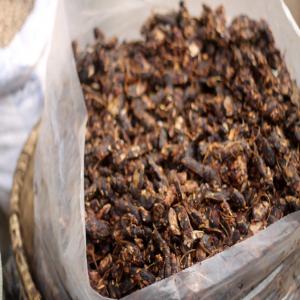  Pain De Singe Et Tamarin - fruits et légumes je vend des produits alimentaires comme de la poudre de pain de singe et du tamarin se traité à l'avance et conditionné dans des sachets de 1kg. vente seulement par kg.