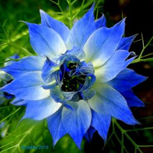  Recherche Grossite En Huile De Nigelle - huiles bonjour,  je suis à la recherche d'un grossite d'huile de nigelle en bidon de 5l,  10l,  25l ou 50l.--la provenance de l'huile de nigelle d'éthiopie de préférence. si ce n'est pas le cas précisé sa provenance par message merci.