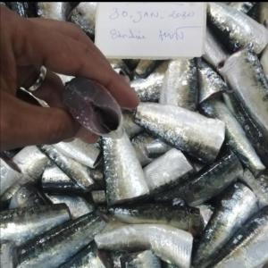  Sardine Et Maqreau Hgt Et Entier Conglé - poissons nous avons toutes sortes de poissons congelés de section entier. doux et de haute qualité. après avoir assuré l’intégrité de sa qualité à travers un ensemble d’analyses en laboratoire. on te le montre. spécialement pour vous. 