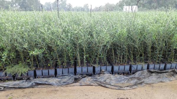  Offre Plantes D´olivier D´espagne - huiles sot les plus grande groupe des stes fournisseurs dans le domaine oleicole offre plantes d´olivier gr&acirc;ce a notre p&eacute;pini&egrave;re en espagne avec une capacit&eacute; de production de 14 millions des plantes par annee. varietes pour plantation superintennsif comme arbequina arbosana