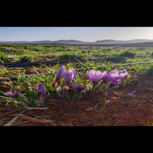  Safran Bio - épices aromates bonjour, ----je met en vente du safran issu de ma production situé au maroc dans une region ideal pour la pousse de l'épice.--aucun pesticides ni autre produit utilisé pour la culture,  c'est un produit naturelle récolté a la main pour préservé les pist