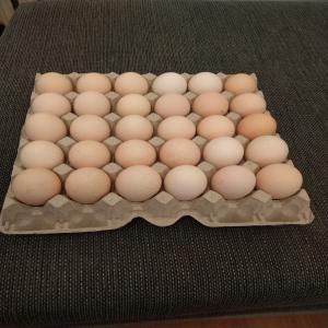 Recherche Acheteurs D'oeufs De Poule Be Fr - viandes et oeufs recherche acheteurs d'oeufs de poule de consommation,  quantit&eacute;,  possibilit&eacute; sur demande. livraisons par camions ou semi-remorques ou a convenir. --origine pologne. 