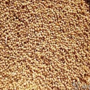 Vente de maïs, soja, sorgho et autres céréales - céréales nous sommes une association de jeunes agronomes dynamiques,  spécialisée dans la vente de produits céréaliers tels que le maïs,  le soja et autres. nous sommes à parakou,  bénin et cherchons des clients potentiels dans tout le monde entier.--nous rassuront que 