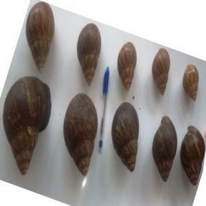  Organic Snail Slime Production Marketing - other my firm lead a network of 1200 women involved in local snail trade and planning to increase value on snails by starting a slime extraction business. we will need insights into starting this process,  recommended machines and equipment for the process,  and suggestions on target off-takers and market.