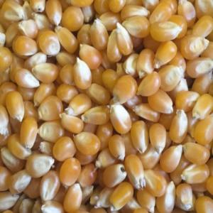  Céréales Béninois Très Bon - céréales je recherche des clients pour la vente des c&eacute;r&eacute;ales de tous genres tels que le soja,  le karit&eacute;,  le maïs et autres provenant de b&eacute;nin.. je suis capable de vous trouver un minimum de 5 tonnes et plus selon la disponibilit&eacute;.. --merci de me contact&eacute; pour tous ac