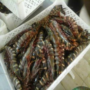  Vend Du Poisson Et Des Crustaces - poissons nous sommes situes au sénégal .production halieutique - poissons et crustacés en frais comme en congelés  nous pouvons vous fournir les produits par avion pour le frais et en bateau pour le congelé pour nos contacts  nous acceptons aussi la présence d1 de vo