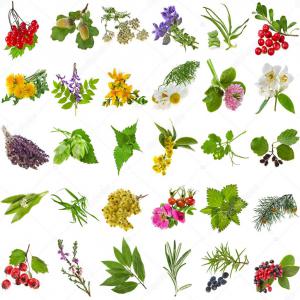  Herbes Et Feuilles Medicinales,racines,fleurs. - matiere vegetale société française situé en bulgarie cherche des acheteurs en europe pour vendre plusieurs variétés d'herbes et feuilles médicinales ( sauge, guimauve, chicore, ortie, lavande, juniper berry, millepertuis, romarin, myrte, sureau, pissenlit, eucalyptol, achille mil