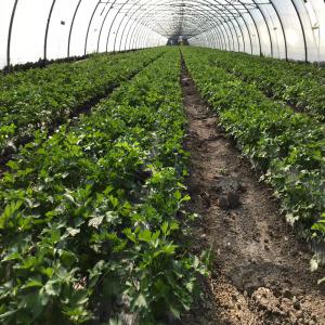  Producteur De Courgettes Persil Et Céleri ... - fruits et légumes producteur en grande surface de courgettes vertes, persil frisés, céleri branches, oignons et melons ,  je suis à la recherche de clients  intéressés par mes différents produits que cela soit en grande quantité ou en petite quantité,  pour ceux qui 