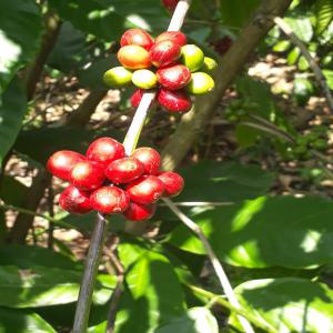  Café Mexicain De Chiapas - café cacao thé bonjour,  vivant au mexique,  et aillant des producteurs de café dans la famille,  je vends la prochaine récolte,  qui sera prete courant septembre/octobre,  de café organique en gros,  avec une récolte et un procédé artisanal,  café venant du chiapas au mex