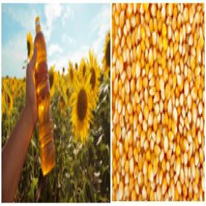  Vente De Graines De Maïs Et Huile De Tournesol - féculents bonne occasion !!!! disponible à partir du 1er mai 2020 les graines de maïs,  nouvelle récolte du mois du mai,  achat direct de l’agriculteur à un prix exceptionnel - 190$ la tonne fob. --a tous ceux qui cherchent la graine de maïs,  passez vos commandes dès maintenant pour 