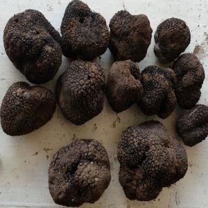  Truffle Mushrooms Supplier -  yeast fungus we are truffle suppliers harvesting from some of the best places in bulgaria. our supplies are all year round and sell both frozen and fresh truffles,  as well as other wild mushrooms. we are interested in long-term partnership to supply. if you are looking to purchase truffles in bulk,  we will be ha