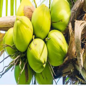  Noix De Coco - fruits et légumes bonjour, -- --nous pouvons vous fournir des noix de coco fraîches ou séchées en provenance de cote-d'ivoire . notre coco est l'un des meilleurs soyez rassurés . nous avons aussi la possibilité de vous livrer le lait de coco,  l'huile de coco,  les coques séch&ea
