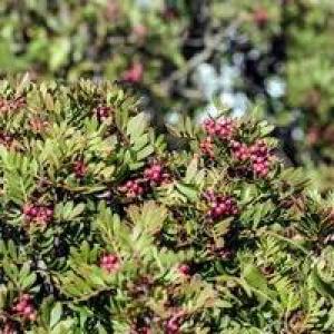  Cherche Partenaire Pour L'extraction De Huile De - huiles bonjour, --je ss de l'est  algérienne,  je dispose des champs de l'herbe lentisque pistachia,  je cherche un partenaire  pour l'extraction des huiles végétales et pourquoi  pas ces huiles essentielles. a titre d'information  je fait  actuellement  l'extraction  par des métho