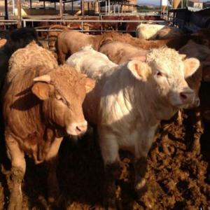  Vente De Veaux Pour L'exportation - animaux vivants je vends des veaux pour l'exportation aux pays arabes (maroc,  alg&eacute;rie,  libye,  turquie etc). limousin,  charolese,  races bleues belges. veaux de 180 &agrave; 750 kilos. nous faisons tout le protocole de sant&eacute; de chaque pays. nous prenons soin du transport. 