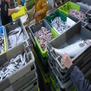  Poisson De Mediterannee - poissons bonjour je suis a la recherche de mareyeurs espagnol francais italien pour collaboration et echanges commerciales --transporteur olano delanchy express maree --poisson de mediterrannee  sete grau du roi grau d agde port la nouvelle --  crevette rose maquereau poulpe de roc poulpe baudroie merlan cap