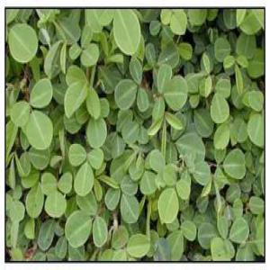  Graines Et Boutures De Desmodium Adscendens - matiere vegetale bonjour,  pour vos besoins de desmodium adscendens,  contactez le cabinet d'ingénierie et de prestation de services.--cette plante régénère les cellules du foie,  aidant ainsi à soulager les patients souffrant de l'hépatite et d'autres maladies du foie.--nous e