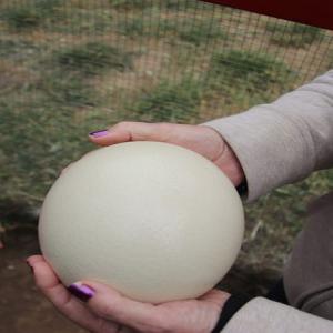 Œufs D'autruche - viandes et oeufs je cherche producteur fournisseur sérieux pour une relation commerciale durable qui peut fournir des œufs d'autruche frais non fécondés. pays de destination moyen orient.